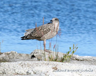 Goeland argente juvenile_7026.jpg